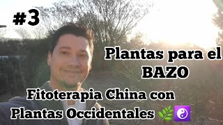 #3 Plantas para el BAZO PÁNCREAS • Elemento Tierra • Fitoterapia China con Plantas Occidentales 🌿☯️