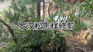 罗汉松怎样修剪How to prune podocarpus