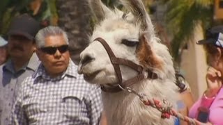 Animals blessed by archbishop for Easter in LA