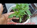 chill seedlings transplanting || Mirch ka poda || grow with farhan