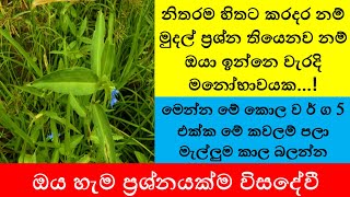 මුදල් ප්‍රශ්න තියෙනව නම් ඔයා ඉන්නෙ වැරදි මනෝභාවයක...මේ කොල ව ර් ග 5 එක්ක කවලම් පලා මැල්ලුම කාල බලන්න