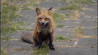 Erica ps4: Foxy trophy guide - how find the four foxes
