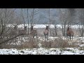 krótkie spotkanie jeden piękny potężny byk i jeden ciekawy myłkus red stag deer