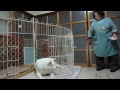 【秋田犬げんき】どんなに隠してもお菓子はすぐ見つけます【akita dog】