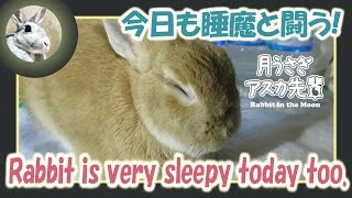 今日も睡魔と闘う！【ウサギのだいだい 】　2016年2月3日