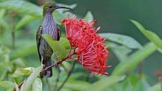 Mengenal burung pijantung gunung. burung cantik berparuh panjang