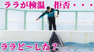 【珍事】ララがまさかの検温拒否・・・ 鴨川シーワールド シャチ KamogawaSeaWorld  orca killerwhale