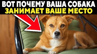 Если Ваша Собака Занимает Ваше Место, Вот Что Она Пытается Вам Сказать!