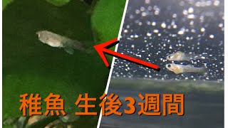 グッピー 稚魚 生後3週間【アクアリウム 水槽 熱帯魚】