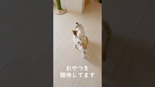 ママが帰宅するとごはんアピールする猫二人　#shorts