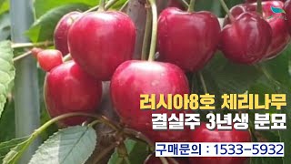 [신바람 플랜트 협력농가 판매상품  (나무장터.com)]러시아8호 체리나무 결실주 3년생분묘