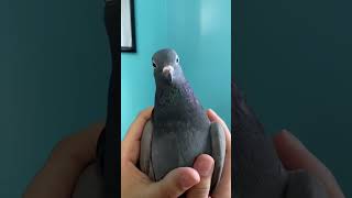 birds aren't real