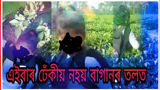 এইবাৰ ঢেকিয়া নহয় বাগানৰ তলত