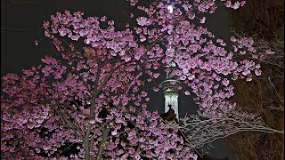 東京スカイツリー　ライトアップ　桜　舞　Tokyo Skytree Light up Cherry Blossoms 2022　☆　2022年3月21日　　弘福寺　桜　さくら　墨田区　隅田公園