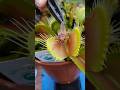 Giant Carnivorous Plant is fed a large bug #carnivorousplant #nature #venusflytrap #flytrap