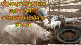 เลี้ยงหมูขาวผสมพันธ์หมูป่า