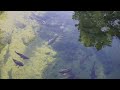 물 반 고기 반 4k fish nature 3 4