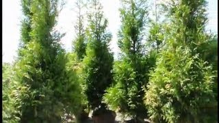 Craigslist Columbus Ohio Trees and Shrubs for Privacy Direct From Grower