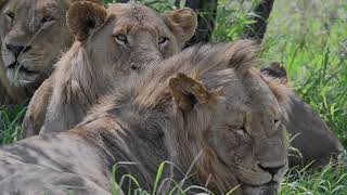 4 Young Mbiri Male Lions back in the Manyeleti