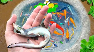 Amazing Catch Strange Fish In Tiny Pond, Koi Fish, Three Tailed Fish, Guppies, Angel Fish, Catfish