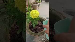 Repotting of beautiful marigold plants 🌱🌱#ytshorts