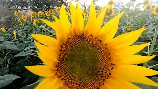 Sun Flower Garden | அழகிய சூரியகாந்தி தோட்டம் - எழில்மிகு எழுமலை | Nature | Subset