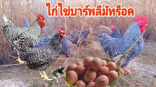 ไก่ไข่บาร์พลีมัทร็อค เป็นไก่ไข่กึ่งไข่กึ่งเนื้อ สามารถเลี้ยงเป็นอาชีพเสริมหรืออาชีพหลัก สร้างรายได้