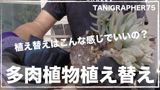 秋の多肉植物植え替え作業　マーガレットレッピンとレッドベリーと若緑