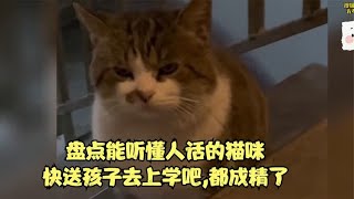 盘点能听懂人话的猫咪，快送孩子去上学吧，都成精了