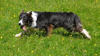 Lot 8: Midderry Ness – 6.7.22 Farmers Marts Dolgellau Online Sheepdog Auction