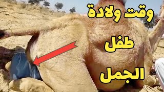 Camel birth baby ||Camel by camel||camel giving birth||Camel , Animals||daily vlog