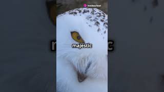 The Frozen Flyers: Snowy Owls in the Arctic #thewildlens #frozen #flyer #snowy #owl #arctic #protect