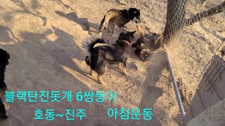 블랙탄진돗개 6쌍둥이 호동이네 아침운동.Korean Jindo Dog.