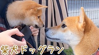 2ヶ月子犬の初ドッグラン！柴犬だらけの中の子犬が可愛かったｗ