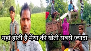 peppermint ki perai | देखिए कैसे होती है? (mentha,oil) |Arvindyoutuber