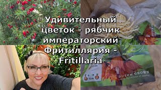 Удивительный цветок  рябчик императорский Фритиллярия - Fritillaria. Обзор сада