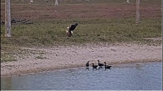 SWFL Eagles 💗  M \u0026 F VALENTINE'S DAY Of LOVE \u0026 MATING At Pond 💗 They Want Eggs! Ducks Watch! 2.14.25