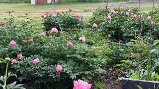 PEONY GARDEN 2024, Early Blooms #peonies #pinkhawaiiancoral #peonygarden