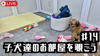 【犬７頭と暮らすおっさん】「子犬部屋垂れ流し配信14」送っていただいたベッドが届きました！ありがとうございます！！！【miniature dachshund】