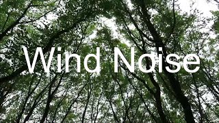 Wind Noise in Forest - Wiatr w Lesie - Nature Sounds Relaxation - 1 hr Nature Movies hd