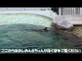 ゴマフアザラシ　おんぷちゃんとアザラシファミリー　お食事前のわちゃわちゃ【男鹿水族館gao】