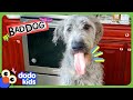 Why Does This GIANT Dog Keep Sitting On Everybody?! | Dodo Kids | Bad Boys & Girls