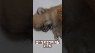 핑크혀 자랑하며 자는 김춘식