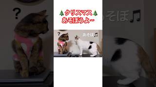 猫たちの打ち合わせ🐱🐱🩷#shorts #cat #猫 #猫のいる暮らし