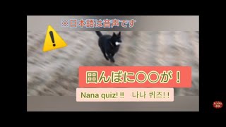 【甲斐犬☆奈々】クイズ💃田んぼで見つけたものとは！概要有！！Nana quiz!　나나 퀴즈　#甲斐犬#dog