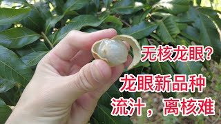 Introduction of new varieties of longan: the flesh is sweet and juicy龍眼新品種介紹：肉質流汁蜜甜，有些龍眼無核，但果小，離核不容易