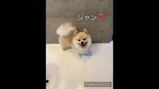 【Poru9】息子泣いて怒る💢#ポメ #ポメラニアン #デカポメ #でかポメ #ポルくん #doglover #pomeranian #pomポメ #子犬 #かわいい #犬のいる暮らし