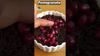 hybrid மாதுளை செடி|pomegranate|, plantation #shorts, trending #shots