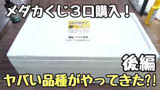 めだかクジを3口購入してみた…後編【メダカ】