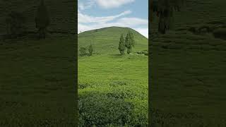 Most Beautiful Tea Garden Of Darjeeling Teesta Valley Teagarden #shorts  #youtubeshorts #shortsvideo